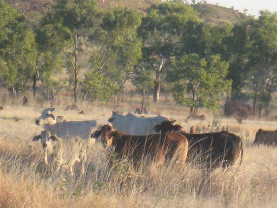 Victoria Highway- cattle