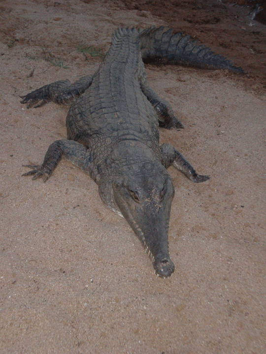 Windjana alligators
